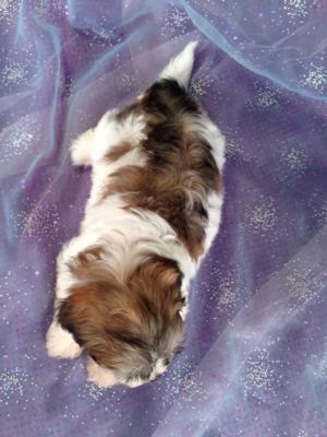 Female Shi tzu Bichon Puppy for sale #5 DOB April 20th 2013|Teddy bear Breeder Located Perfectly for Illinois, Wisconsin, Minnesota and Iowa shoppers!